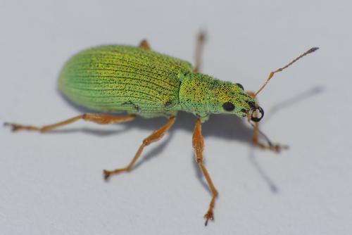 Réf. 280 594 : Polydrusus impressifrons